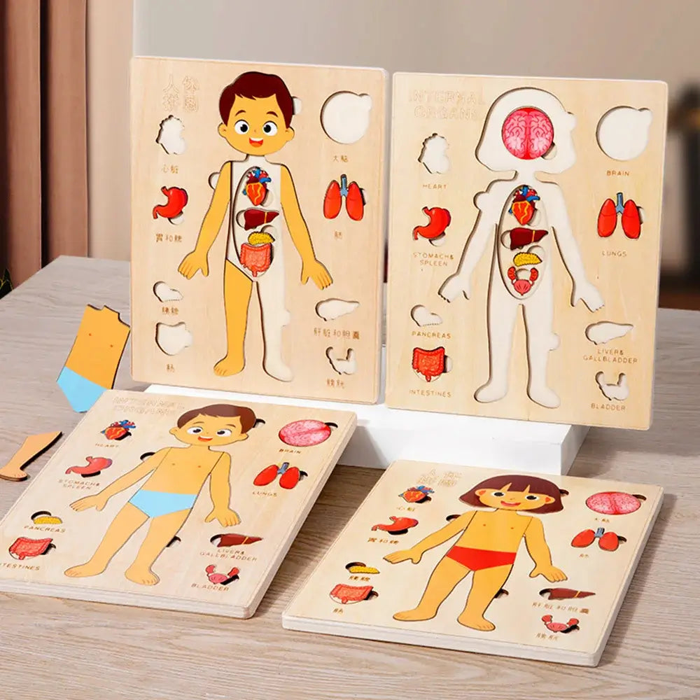 Anatomy model human