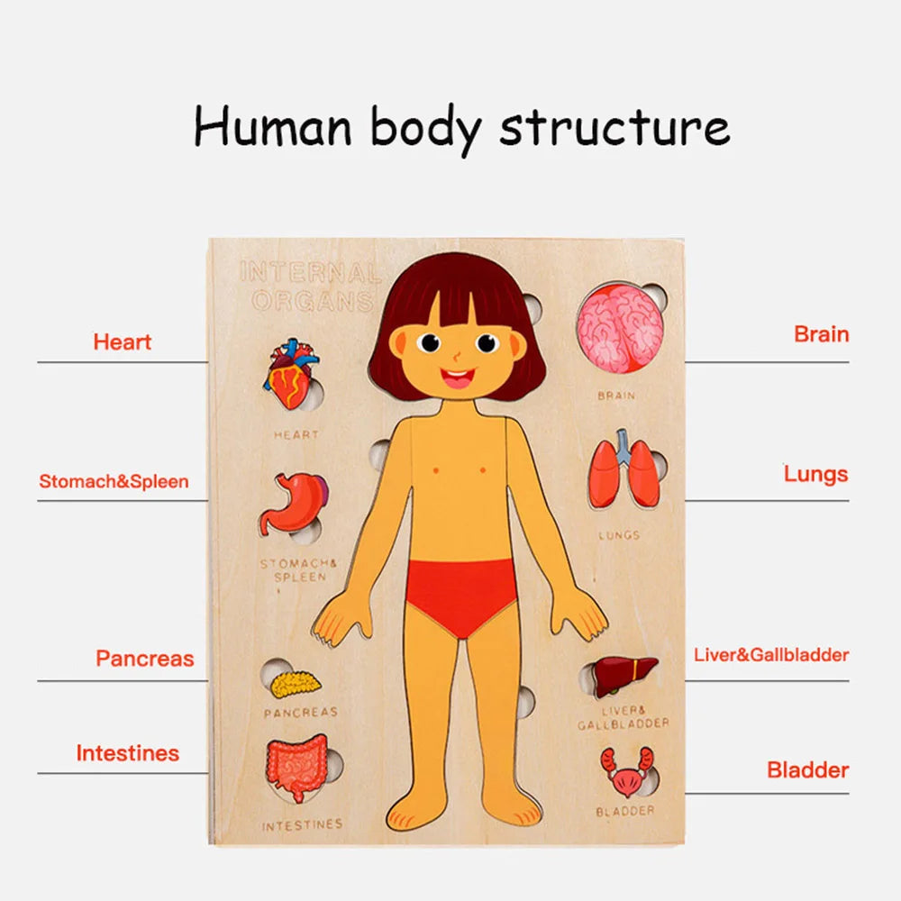 anatomy toys human body