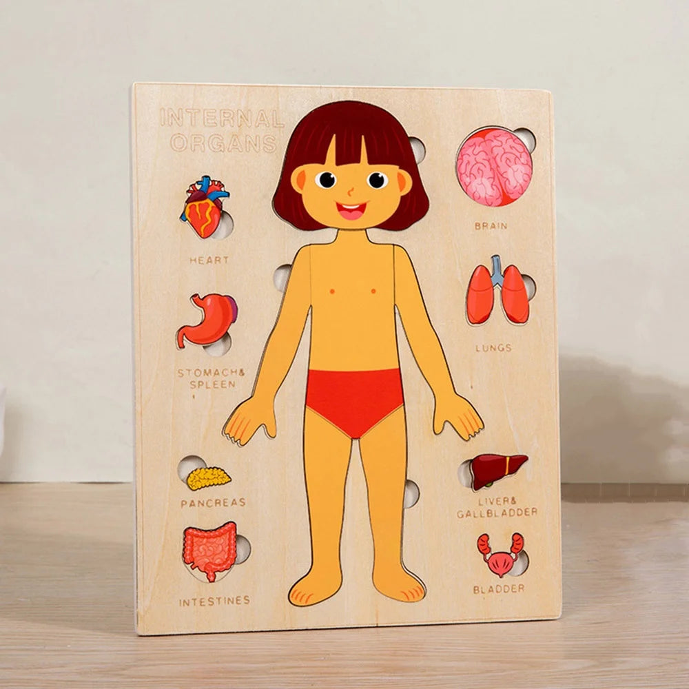 human anatomy curriculum for kids