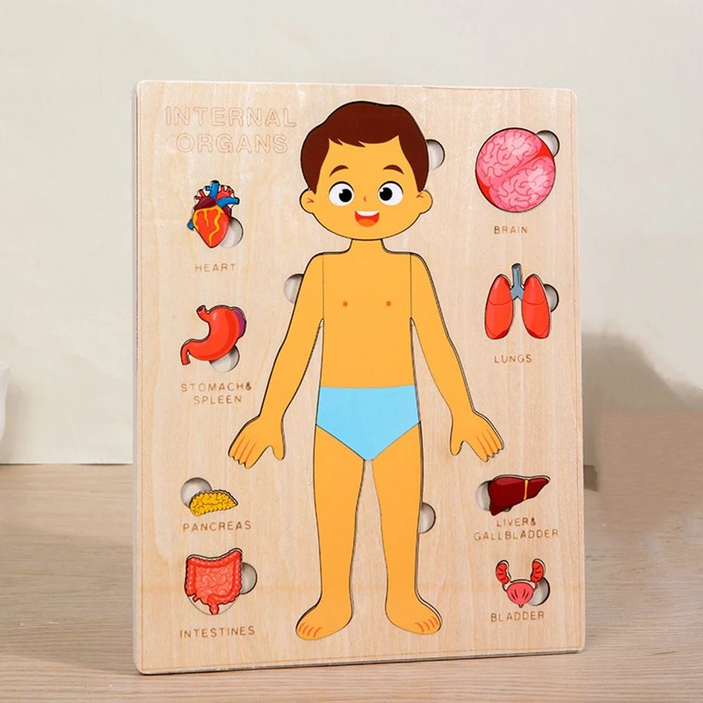 Wooden Human Anatomy Model - Bright Yellow Fox