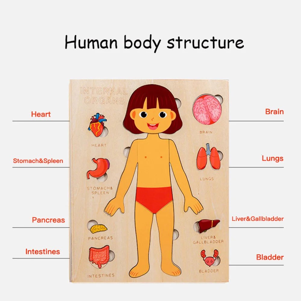 Wooden Human Anatomy Model - Bright Yellow Fox