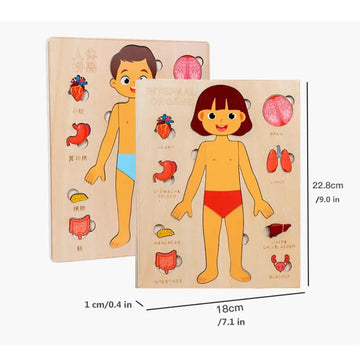 Wooden Human Anatomy Model - Bright Yellow Fox