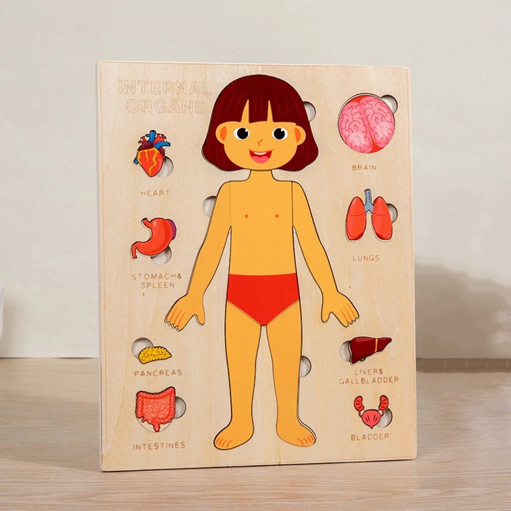 Wooden Human Anatomy Model - Bright Yellow Fox