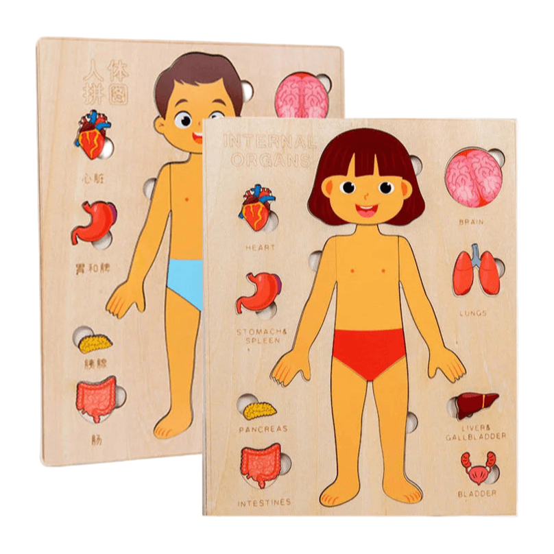 Wooden Human Anatomy Model - Bright Yellow Fox